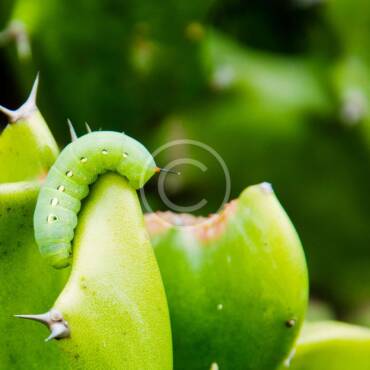 10 Most Common Household Pests in Adelaide