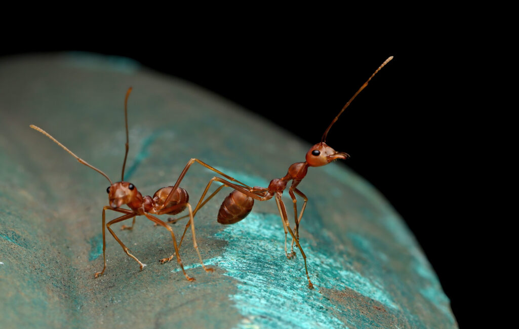 weaver-ants-are-alone-black-background-closeup-ant-side-view weaver-ants-are-alone-black-background-closeup-ant-side-view