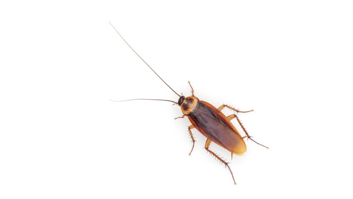 Cockroach Control