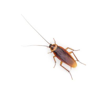 Cockroach Control
