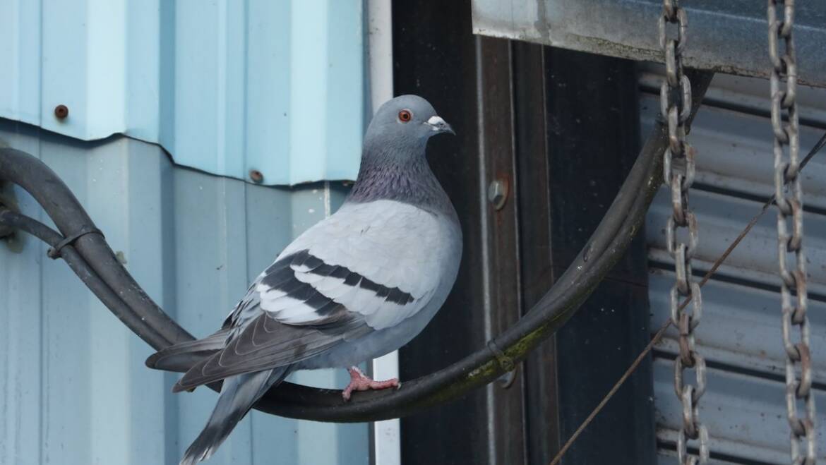 Pigeons, Starlings and Sparrows: Bird Control for Adelaide Properties