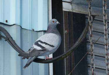 Pigeons, Starlings and Sparrows: Bird Control for Adelaide Properties