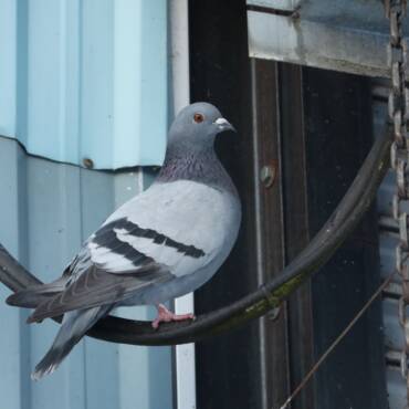 Pigeons, Starlings and Sparrows: Bird Control for Adelaide Properties