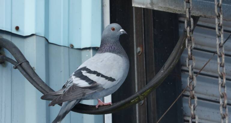 Pigeons, Starlings and Sparrows: Bird Control for Adelaide Properties